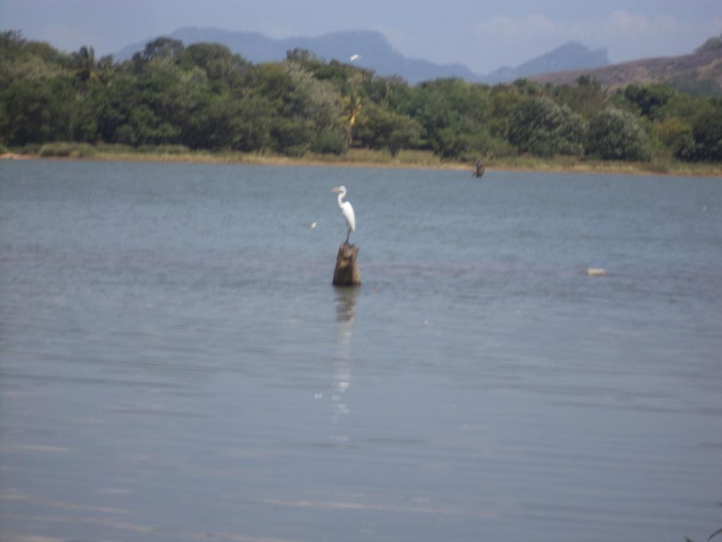 Pleasure Island Holiday Home Dambulla Luaran gambar